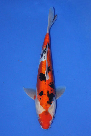 DOITSU SANKE 34CM
