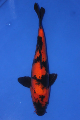 HI UTSURI 38CM