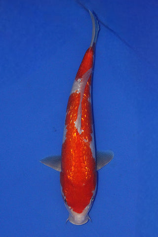 GIN RIN KOHAKU 34CM