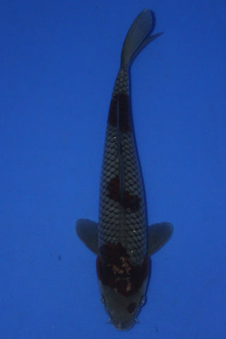 OCHIBA 37CM