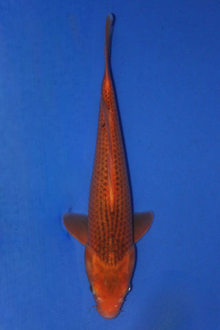 AKA MATSUBA 38CM