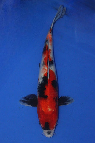 SHOWA 35CM