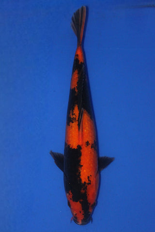 HI UTSURI 38CM
