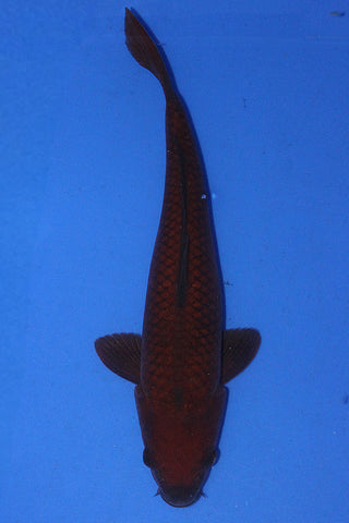 CHAGOI 39CM