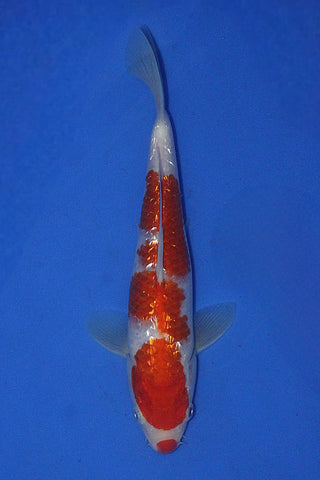 GIN RIN KUCHIBENI KOHAKU 25CM