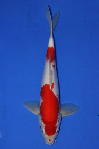 KOHAKU 32CM