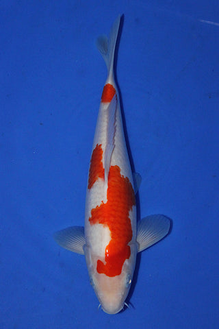 KOHAKU 30CM