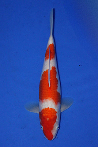 KOHAKU 32CM