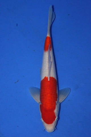KOHAKU  30CM