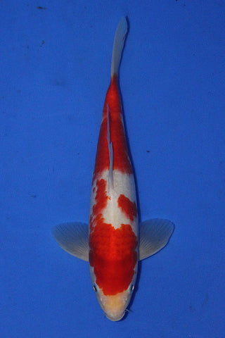 KOHAKU 26CM