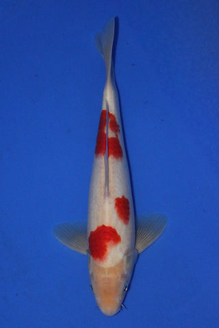 KOHAKU 29CM