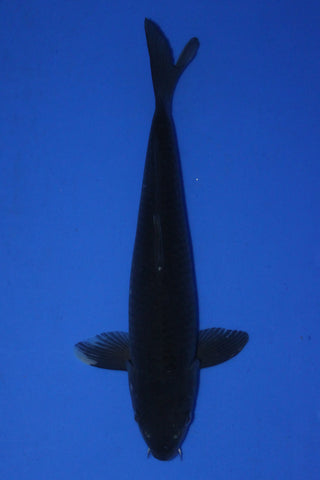 MAGOI 33CM