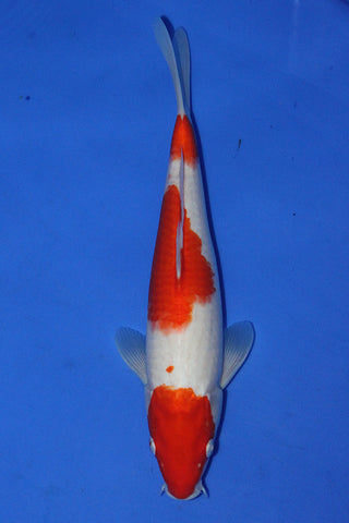 KOHAKU 28CM