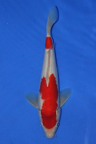 KOHAKU 25CM
