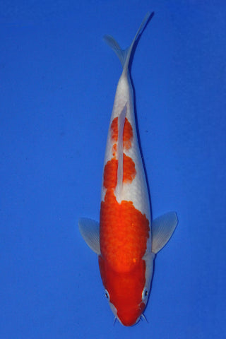 KOHAKU 31CM