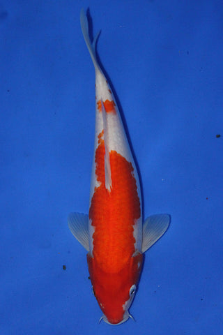KOHAKU 31CM