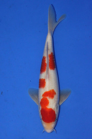 KOHAKU 29CM