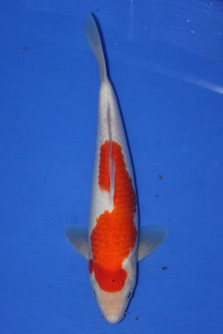 KOHAKU 31CM