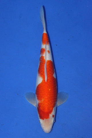 KOHAKU 31CM
